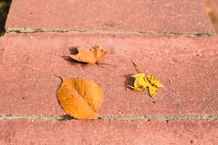 Yellow leaves on the sidewalk in the autumn parkの写真素材