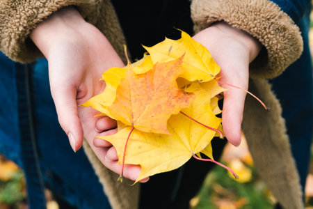 Yellow maple leaves in the hands of a girl in an autumn parkの写真素材