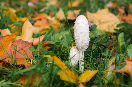 White mushrooms in grass and orange leaves in autumnの写真素材