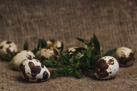 Quail and green branch on coarse linen fabricの写真素材