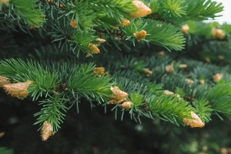 Green spruce branch with buds close up, selective focusの写真素材