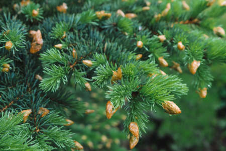Green branches of a young spruce with buds close up, selective focusの写真素材
