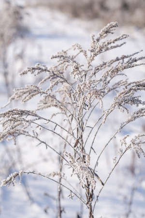 Dried plant branch with white cristal frost close up, selective focusの写真素材