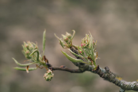 Young leaves green and pink buds of a pear treeの写真素材