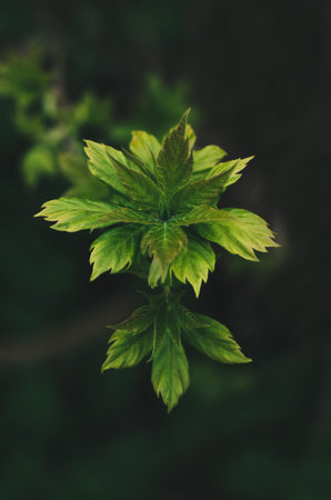 Blossoming green leaves of a maple tree on a dark background. Symmetry in natureの写真素材
