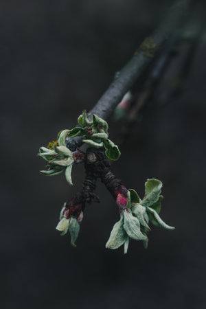 Young leaves green of an apple tree on a dark backgroundの写真素材