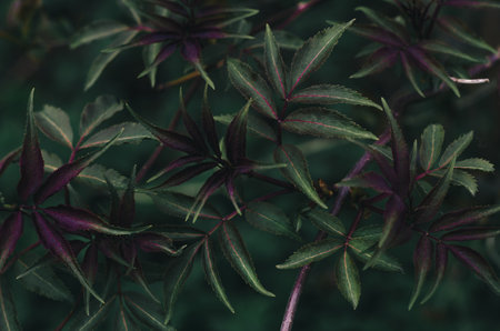 leaves Young of a black sambucus tree on a dark background, top viewの写真素材