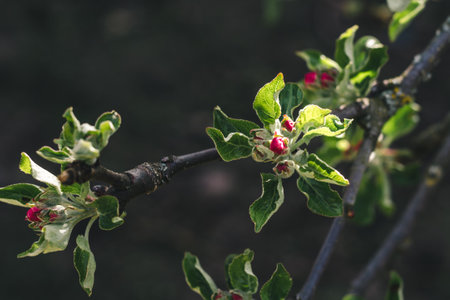Apple tree branch with young green leaves and pink buds in sunlight on a dark backgroundの写真素材