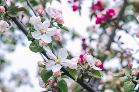 Beautiful delicate pink flowers and buds of an apple treeの写真素材