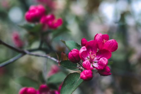 Beautiful pink apple tree flowers, close-upの写真素材