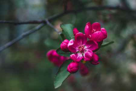 Beautiful pink apple tree flowers in the orchard, close-upの写真素材