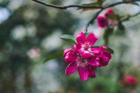 Beautiful pink apple tree flowers in the orchard, close-upの写真素材