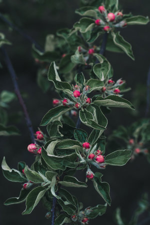 Branch of an apple tree with pink buds on a dark backgroundの写真素材