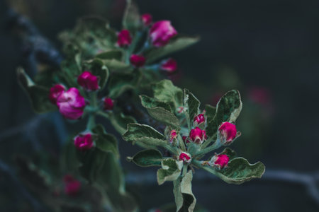 Branch of an apple tree with rose buds on a dark background, selective focus, close-up