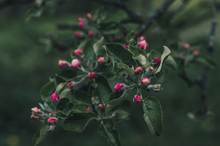 Branches of an apple tree with pink buds on a dark background, selective focusの写真素材
