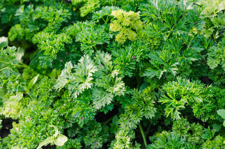 Young leaves green of curly parsley in the gardenの写真素材
