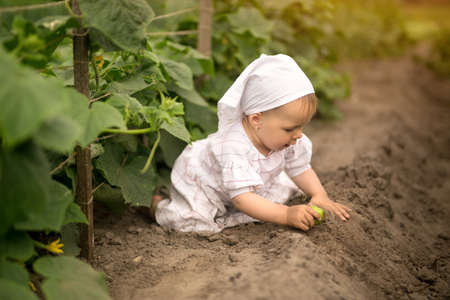 A dirty, unwashed child in a field where cucumbers grow, eats an apple and digs in the soil.の写真素材
