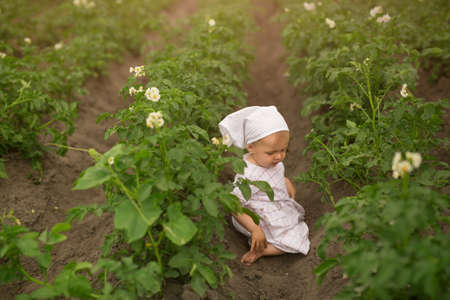 A little barefoot girl crawls among the rows of blooming potatoes. Young potato plant growing on the soil. Childhood in the village. A dirty child in a dress in a potato field.の写真素材