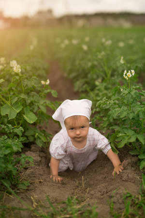 A little barefoot girl crawls among the rows of blooming potatoes. Young potato plant growing on the soil. Potatoes in the garden at the height of flowering. Childhood in the village.の写真素材