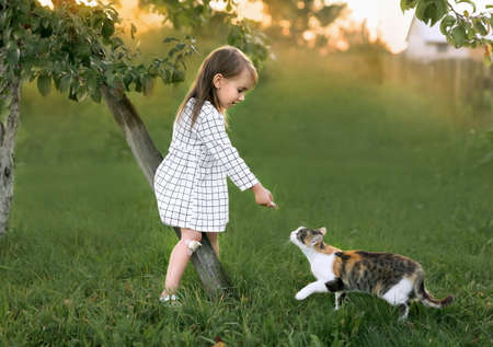 A girl feeds a cat with cat food. A child's broken knee with a Band-Aid and bandages.の写真素材
