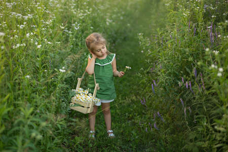 The girl walks among the tall grass and flowers. A child carries a basket of wildflowers. The girl looks at the bouquet of daisies in her hand. A warm summer day. copy space.の写真素材