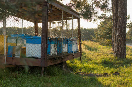 Apiary with beehives on a car platform in a field. Mobile apiary with hives on wheels. Honey is rich in nutritional and medicinal properties.の写真素材