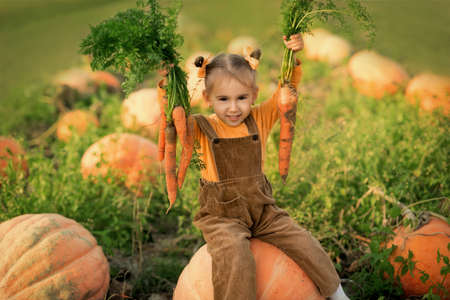 a girl in a field with pumpkins holds a large carrot in her hands. Girl harvesting carrots. Fresh vegetables from the garden. Healthy and proper nutrition. organic vegetables. Useful, non-GMOの写真素材