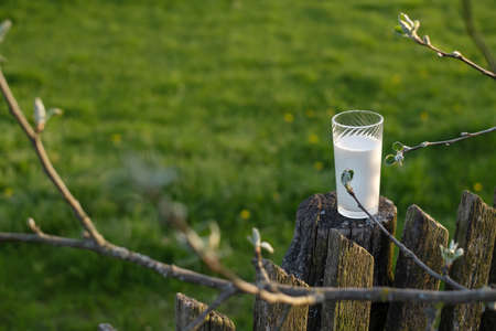 A glass of fresh cow's milk stands on an old fence in the branches of a budding tree. World Milk Day. An environmentally friendly product rich in calcium. Natural protein. Green background. copyspaceの写真素材