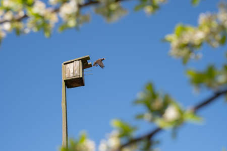A starling flies out of a birdhouse against a clear blue sky, surrounded by flowering plum branches. Study of birds. Ornithology. A bird house made of wood with your own hands. Old wooden birdhouse.の写真素材