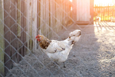 Homemade country chicken outside the fence. Chicken behind the trellis. An egg-laying hen. A farm.の写真素材