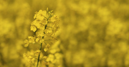 Beautiful rapeseed flower on a yellow blurred background. Banner.の写真素材