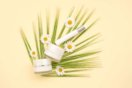 Soothing cream for the face and eyelids with chamomile extract and wheat grains in a white jar with a silver lid. Roller cream to eliminate wrinkles of the skin around the eyes with a massage effectの写真素材