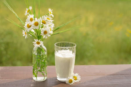 A glass of milk stands on a wooden table next to a bouquet of daisies and wheat spikelets on a natural green background. Fresh milk rich in calcium and protein.の写真素材