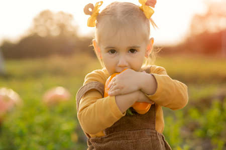 A child bites a large dirty orange pepper, plucked directly from the kitchen-garden. A girl in the garden in the evening at sunsetの写真素材