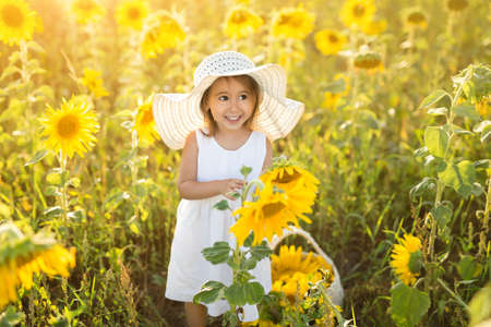 A funny little cute girl in a hat in a field of sunflowers holds a flower in her hands. The child laughs loudly looking away. A hot summer dayの写真素材