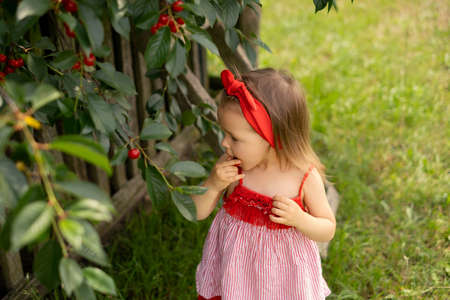 A little girl in a red dress puts ripe juicy cherry berries plucked from a tree in her mouth. Harvest of fruit trees. Gardening in the countryside. Little tasterの写真素材