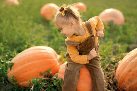 A little girl sits on a large pumpkin in the vegetable garden during harvest and looks back to the side. Large orange pumpkins in a green field. Organic fertilizers for growing crops.の写真素材