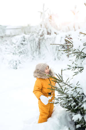 A child shakes snow off the snow-covered paws of a spruce tree on a sunny winter frosty day. Winter...