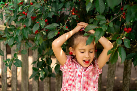 The girl is sitting under a cherry tree and holding a red berry in her mouth. fruit tree harvestの写真素材