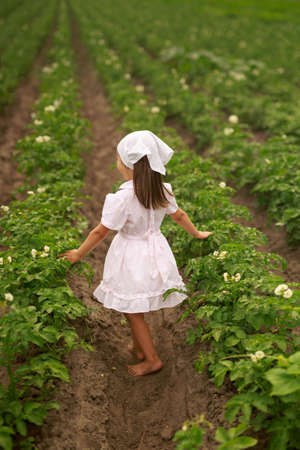 A barefoot girl in a white dress and a kerchief is spinning between rows of potatoes in the flowering season. Farm work in the field for soil enrichment, vegetation care, weed removal.の写真素材