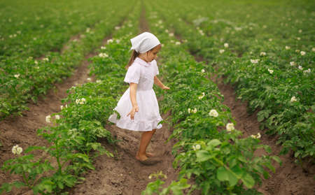 Barefoot baby girl runs between rows of potatoes at the time of flowering. Agricultural work in the field for soil enrichment, weed removal. Smooth rows of growing farm crops. Love of the earth and natureの写真素材