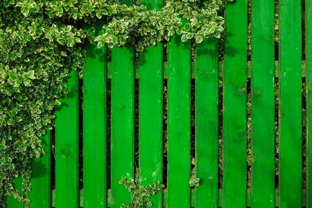 An old aged green-painted bright fence, twined with branches of a plant with striped leaves. Board...