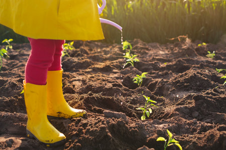 A girl in yellow rain boots pours water from a watering can planted seedlings of a plant in a field in the vegetable gardenの写真素材