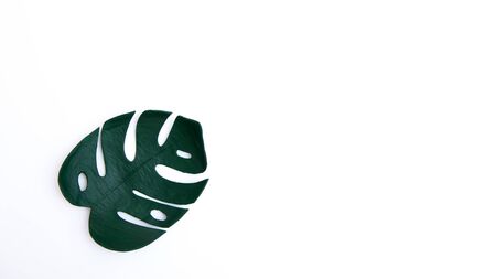 tropical monstera on a white background with empty place for textの写真素材