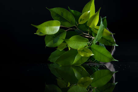 plant in a pot reflection on black mirror on a black background