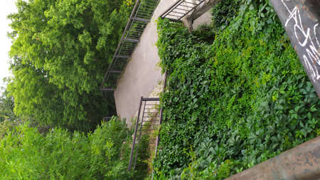 an old concrete staircase overgrown with grass