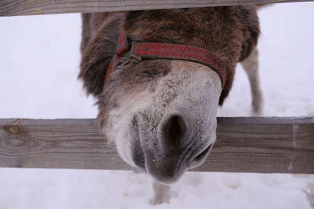 A donkey behind a wooden fence pulls Winter's head. Neddy. Farming, corral, animal feeding,...