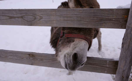 A donkey behind a wooden fence pulls Winter's head. Neddy. Farming, corral, animal feeding, veterinary medicineの写真素材