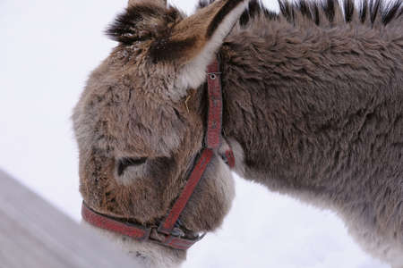 A donkey behind a wooden fence pulls Winter's head. Neddy. Farming, corral, animal feeding, veterinary medicineの写真素材