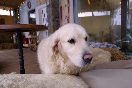 Golden Retriever, big dog on the farm. Loyal friend, protector, pack guard, veterinary medicine